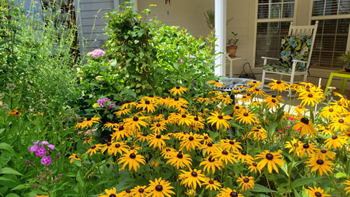 Community garden