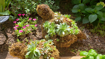 Community garden