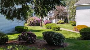 Lacey apartment for rent - A well-maintained garden with a variety of plants and a house in the background.