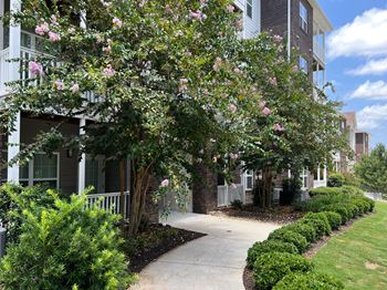 A tree with pink flowers in front of a building