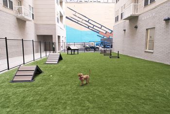 Spacious dog park with pet agility equipment 