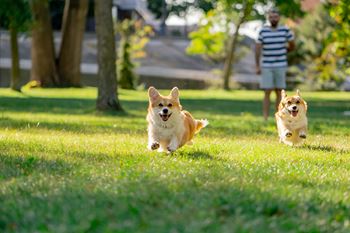 Dogs running on the park
