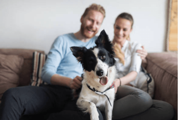 Pet friendly