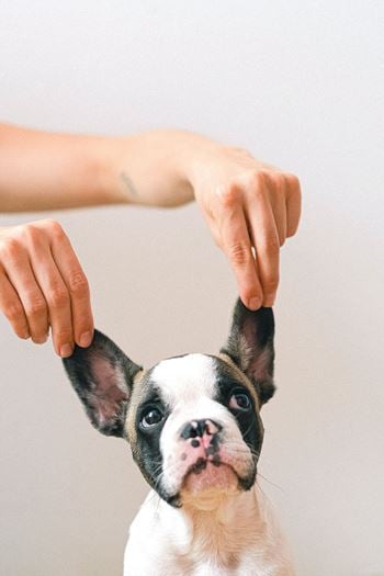 Pet dog