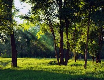 Trees