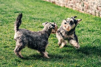 Two small dogs playing in the grass
