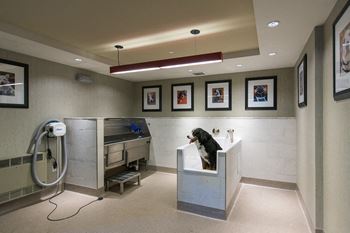 Amenities-dog washing station