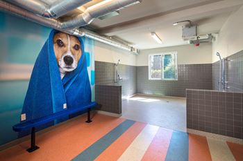Amenities- pet wash and blow dry bar