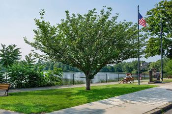 Greenbelt and tree