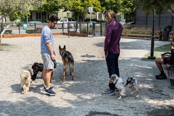 Bay dog park