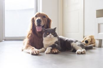 Pet friendly
