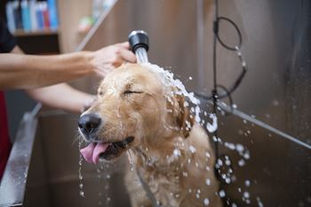 *New* pet spa