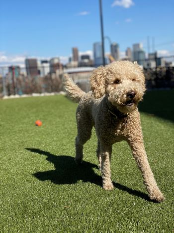 Pet park