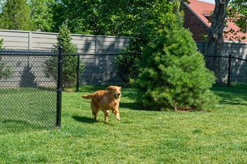Park for your pets