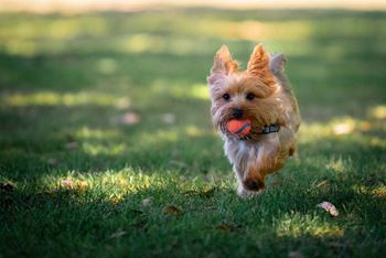 Windsor oak creek -dog friendly