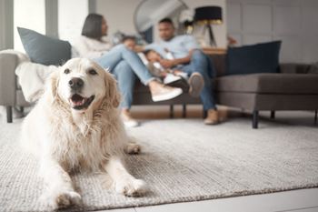 Pet friendly community at windsor kingstowne in alexandria va