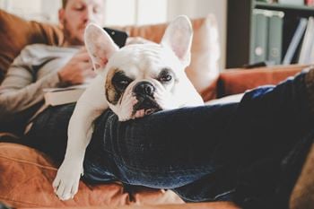 Dog in pet friendly apartments