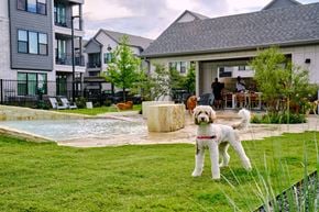 Manor townhouse for rent - A white dog with a red collar is standing in a grassy area in front of a pool.