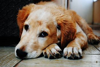 Pet friendly community with bark park