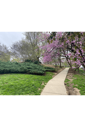 Washington apartment for rent - a walk in the park photograph at The Barlow at Kalorama Park, Washington