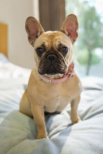 Pet-friendly community