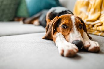 Pet-friendly community