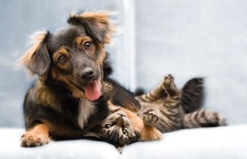 Quiet, pet friendly community