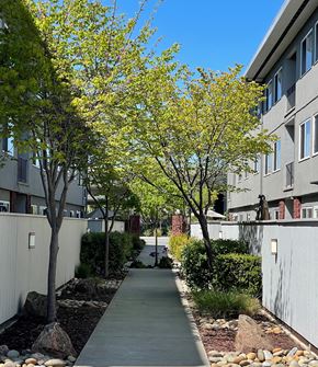 San Mateo apartment for rent - a sidewalk with trees in front of an apartment building