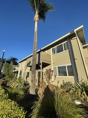 Sunnyvale apartment for rent - A tall palm tree stands in front of a beige building with a clear blue sky in the background.