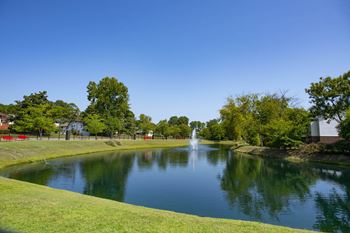 Pond view