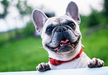 French-bulldog-summer-smile