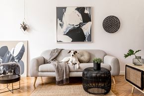 San Jose apartment for rent - a dog sitting on a couch in a living room