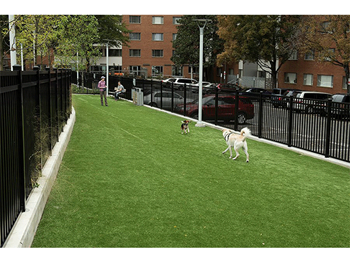 Dog-park