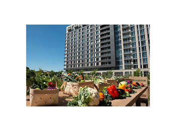 Urban farm fresh produce