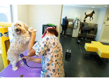 Pet spa