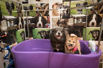 Pet room 3