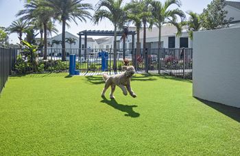 A dog jumping in the air to catch a frisbee in a dog park