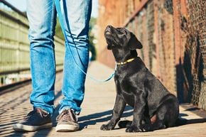 Rochelle apartment for rent - a black dog sitting next to a person on a bridge