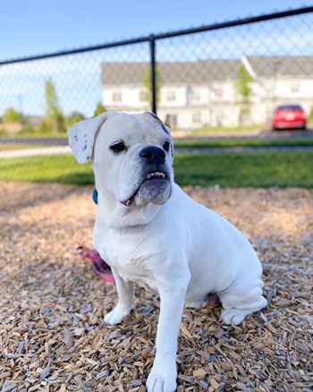 Fur babies love our fenced dog park!