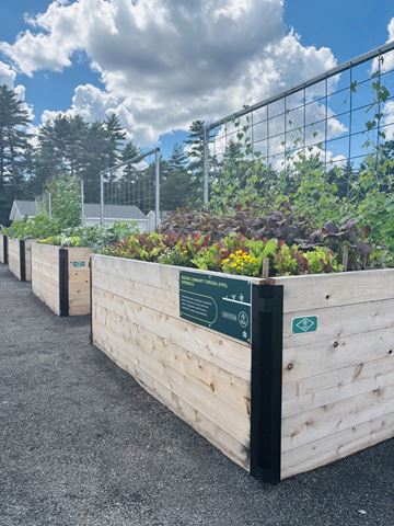 Marshfield townhouse for rent - A row of wooden planters with green plants growing in them.