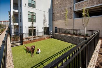 Dog park