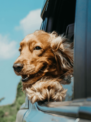 Pet-friendly