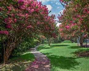 Plano apartment for rent - a path in a park with pink flowering trees