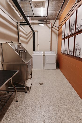 Pet wash