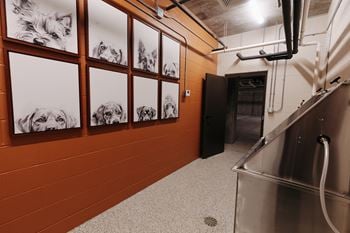 Pet wash