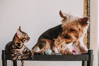 Pet-friendly community