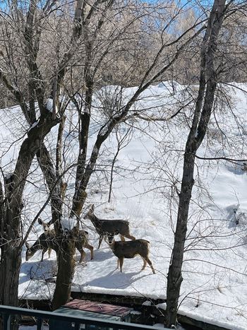 Three deer standing in the snow