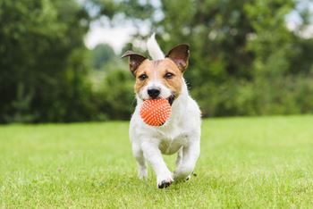 A dog is running with a ball in its mouth.