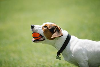 Small white and brown dog