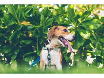 Bark park and spa